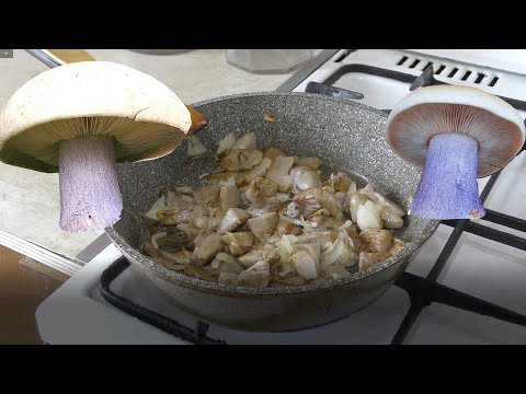 Синеножка, Рядовка лиловоногая, собираем и как приготовить.