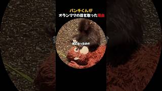 パンチくんがオランママの目を取った理由 #1歳のお誕生日おめでとう#がんばれパンチ
