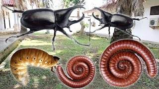 Download Lagu BERBURU SERANGGA TANAH DAPAT ULAT LUWING/ULAT KAKI SERIBU, GENDON DAN KUMBANG TANDUK❗❗❗ MP3