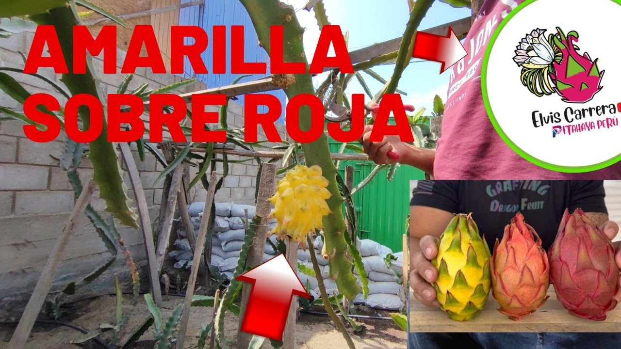 Injerto de PITAHAYA Amarilla sobre undatus 🌵Cambia el sabor?😱#agricultura #pitahaya #injertos