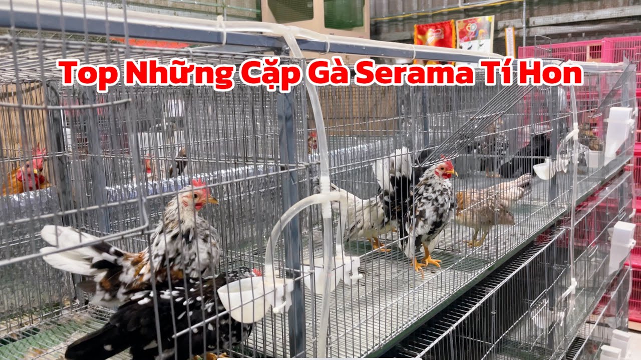 Lên 5 cặp gà serama mini mới và chia sẽ điều quan trọng về dinh dưỡng khi nuôi gà