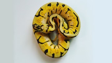 Ball Python Feeding - Attack in slow motion