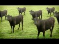 Youtube Thumbnail cows & cows & cows