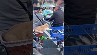 Cat tries to steal fish but fails at the last second 😂🐟