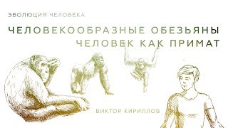 3. Человекообразные обезьяны. Человек как примат. Происхождение человека - 10 класс