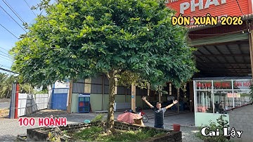 Cây Mai Tàng Dù Cổ Thụ Gần 100 Tuổi Đón Xuân 2026 Cai Lậy 0818182868