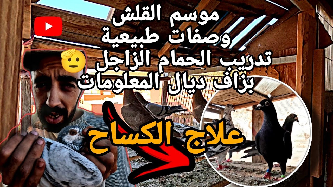 الحمام الزاجل ، طيران الحمام ، وصفات طبيعية ،+ معلومات مهمة موسم القلش.🥳🫡.