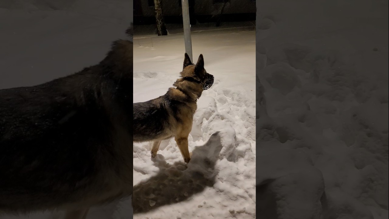 😆Bars from Mars обманул меня и погнал гулять!) А сам подругу высмотрел в окно!) 