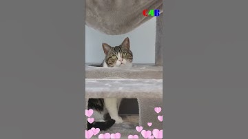 A quality cat tree promises years of joy and companionship for both you and your feline friend.