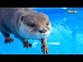 凍ったプールで滑って遊ぶカワウソがなんとも可愛らしい My Otters Having the Best Time on a Frozen Pool