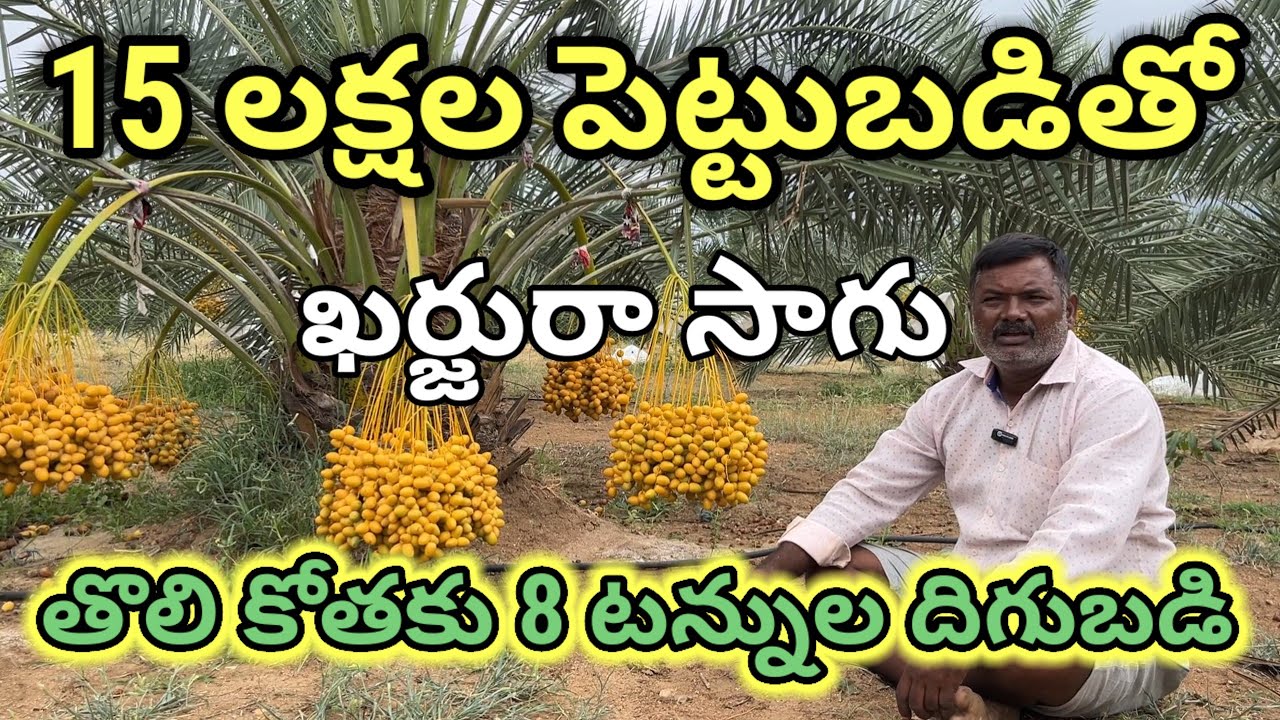 ఖర్జూర సాగు విధానం | Dates Farming in Telugu | ఖర్జూర సాగు | Dates Farming in Anantapur |