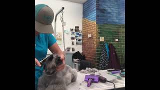 Miniature schnauzer grooming box beard cut