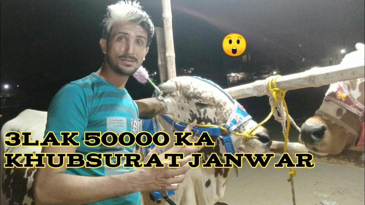 godhra-colony-ka-khubsorat-janwar-3lak-50000ka-youtube