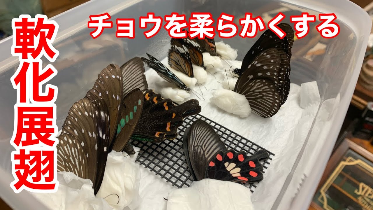 Insect specimens] How to soften a butterfly that has frozen in the