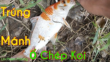 Câu Cá Suối/ Bất Ngờ Trúng Mánh Ổ Cá Chép Koi Rất Đẹp/Lin Pham Fishing