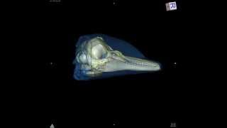 Bottlenose Dolphin Skull