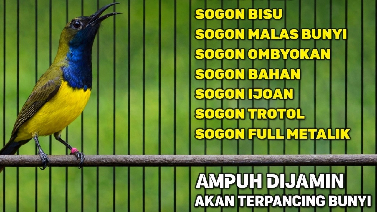 PANCINGAN DAN TERAPI SOGON MALAS BUNYI, SOGON BISU LANGSUNG GACOR JAMINAN NYAUT BUNYI