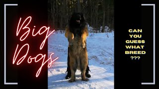 Amazingly Big Dogs. CAN YOU GUESS THE K9 BREED? Pedigree Large Dogs, Purebred Massive Dogs. XXL Dogs