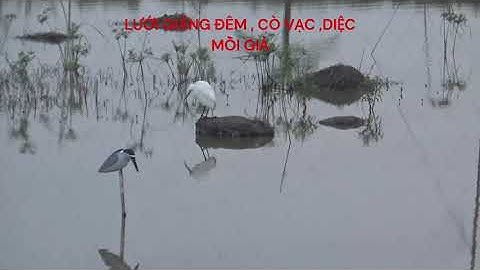 LƯỚI CHIM ĐÊM, NGÀY LƯỚI ÚP CÒ VẠC LÀM THEO YÊU CẦU , CÒ , VẠC , DIỆC BẰNG XỐP CÁC CẦN LH 0904669517