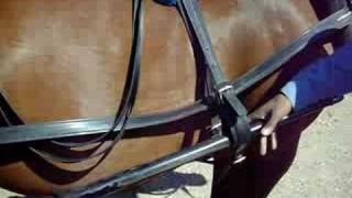 amishbuggyshow part3 the hitching! Local farmer shows us how to hitch a horse to a buggy!