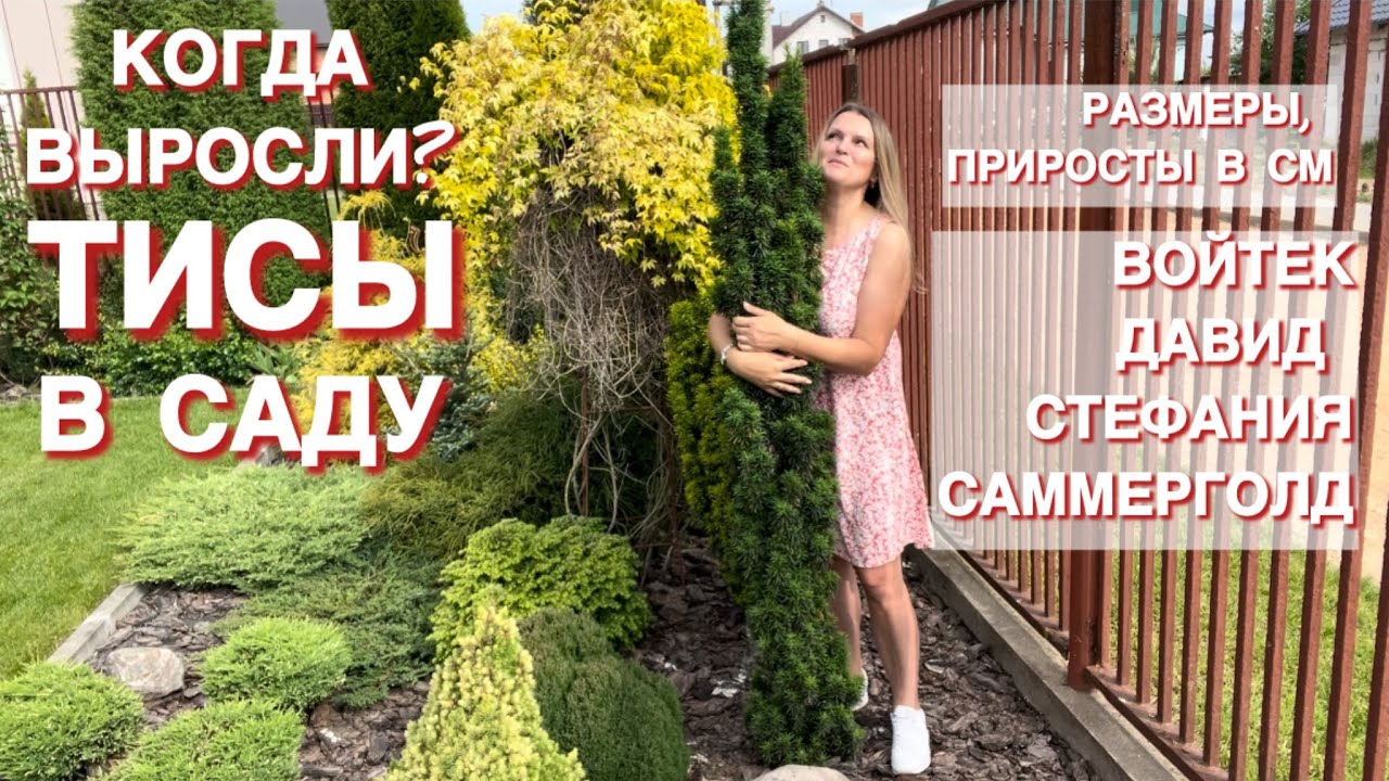 КАК ЖЕ БЕЗ ТИСОВ В САДУ? ВОЙТЕК, ДАВИД, САММЕРГОЛД, СТЕФАНИЯ