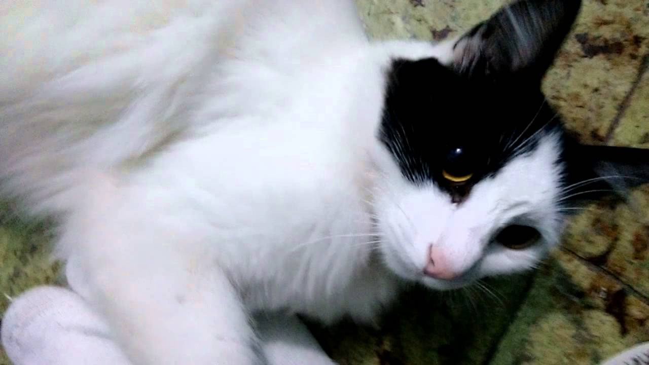 white collar crime Pitty, the black and white cat, wanting attention