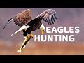 Predator Vs Prey: The Eagles Battling For Survival In Open Skies | White-Tailed Eagle Documentary