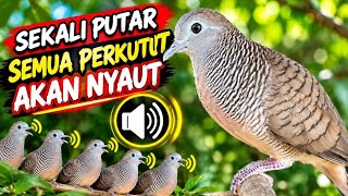 Perkutut Lokal Gacor SUARA BESAR Ahlinya Bikin Semua Burung Perkutut Langsung Nyaut