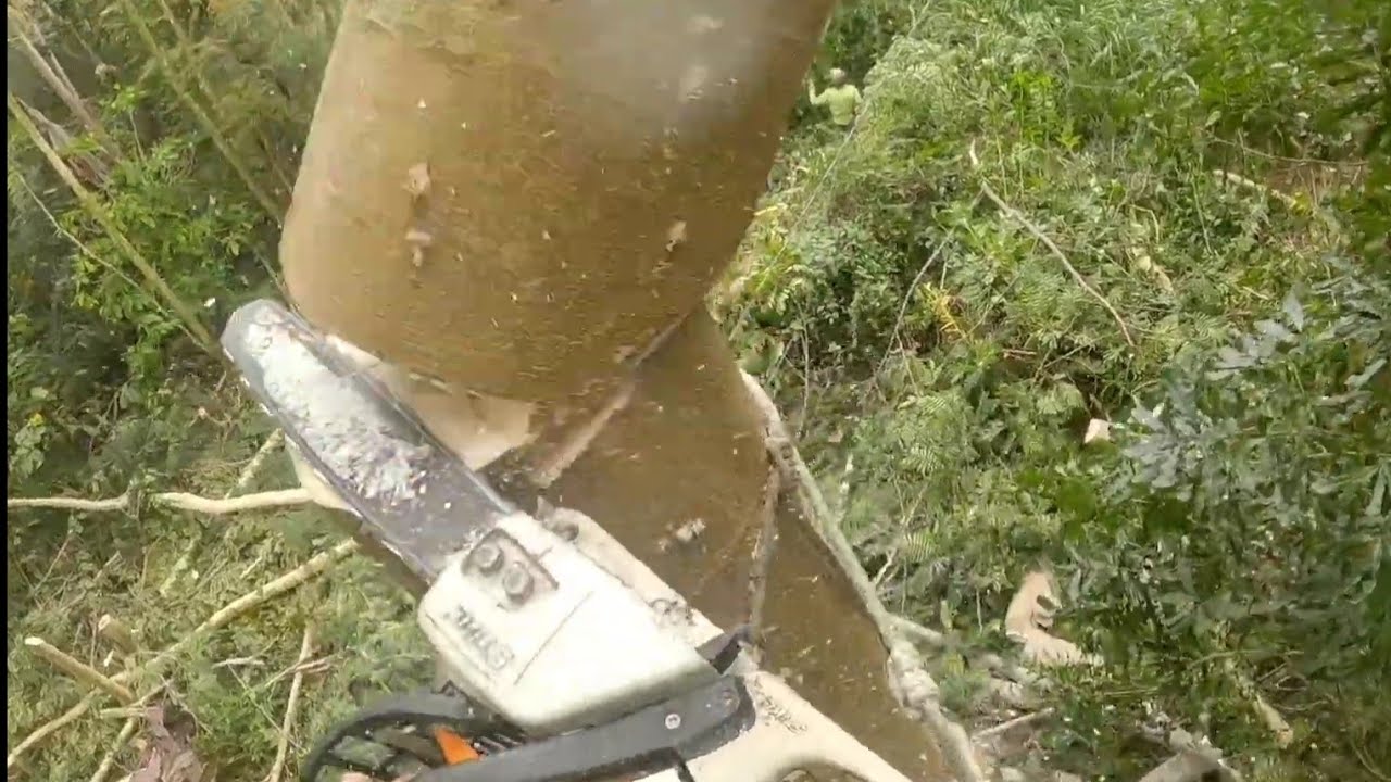 ALBIZIA REMOVAL BEHIND HILO 