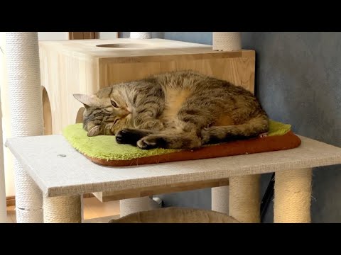 うちの猫が寝てるのに目を開けて震えていました…。