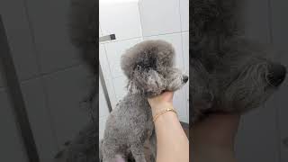 GRAY COAT BICHON FRISE'S HEAD GROOMING TIPS #puppy #dog #grooming