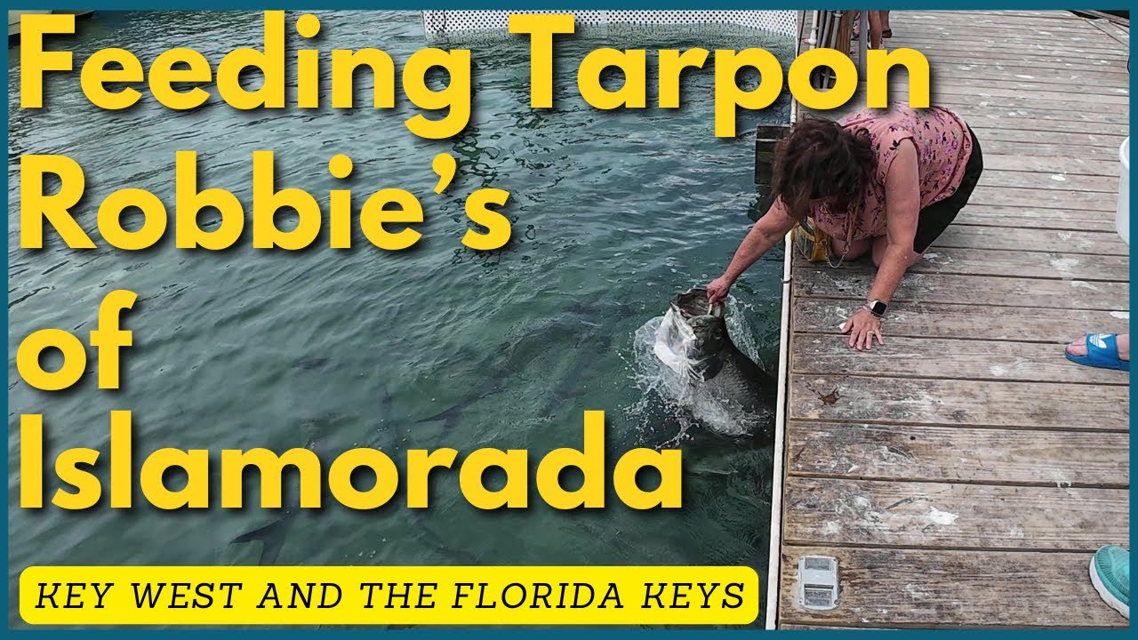 The Most INSANE Feeding Frenzy in the Florida Keys