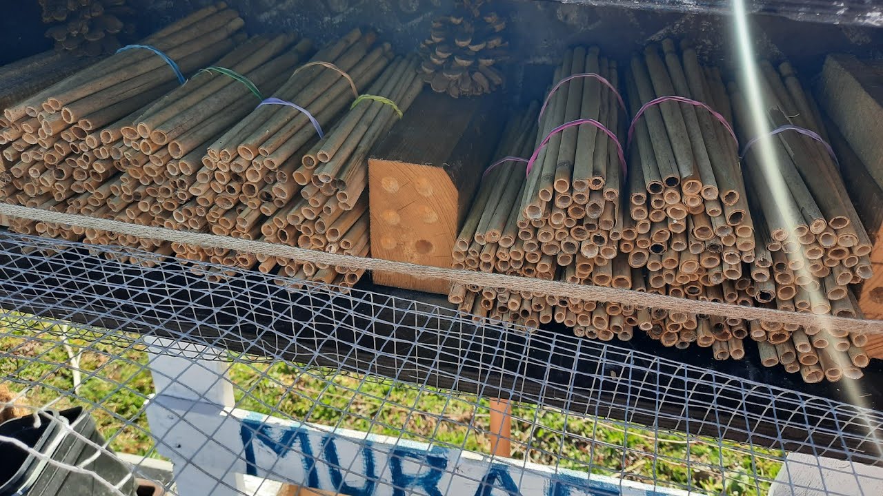 PSZCZÓŁKI MURARKI W MOIM OGRODZIE# OTWIERAM PRZESYŁKE 🐝🐝🐝