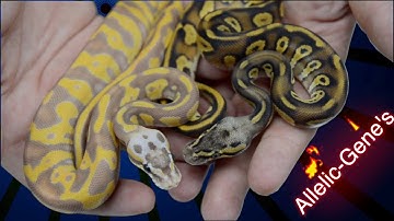 These Ball Pythons AREN’T NORMAL || WORLDS FIRST Desert Ghost!