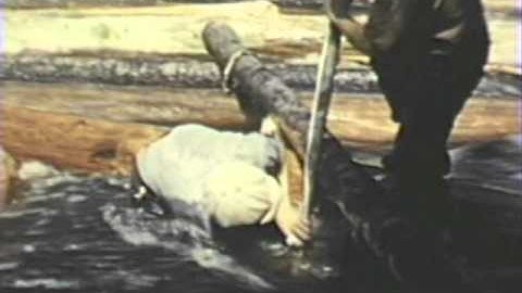Last Log Drive on the Clyde River (1940s)