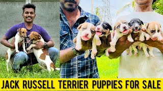 Cute Jack Russell Terrier Puppies For Sale Jack Russell In Malayalam Dog Farming In Kerala