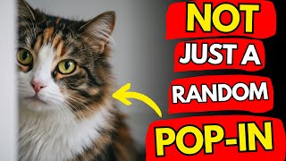If Your Cat Keeps CHECKING IN On You, They Are Trying To Tell You This! | Cat Flix