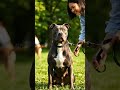 Are Pit Bulls Born Aggressive or Made That Way?