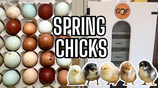 Chickens Galore | Spring Chicks Are Hatching |Incubating Eggs| Rainbow Egg Envy | Hatchery Farm Life