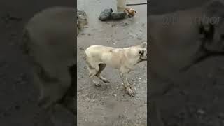 Murat Arabama Binde Tür At