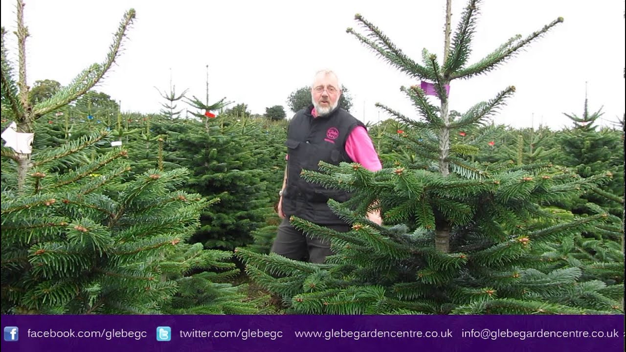 real christmas trees leicester glebe garden centre real christmas trees leicester glebe garden centre
