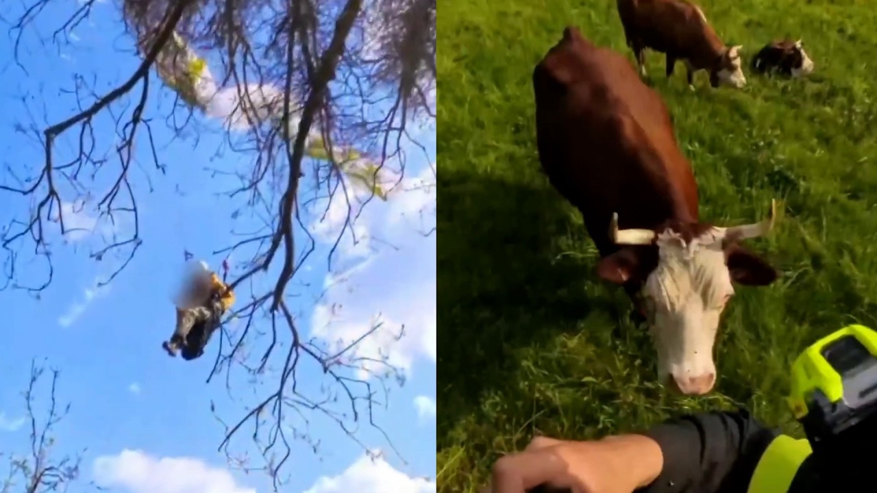 Cows Watch As Firefighters Rescue Paraglider Stuck In Tree