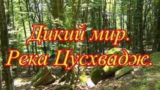 Дикий мир в Сочи. Новые водопады реки Цусхвадж.