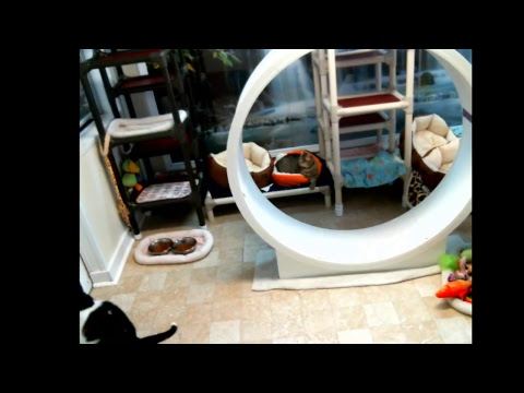 special needs animal rescue Blind Cat Rescue & Sanctuary, Inc Live Stream