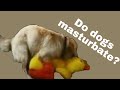 do male dogs masturbate Ummm, I thought only male dogs did this main image 1