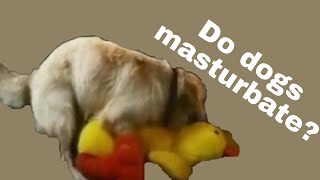 Do dogs masturbate?