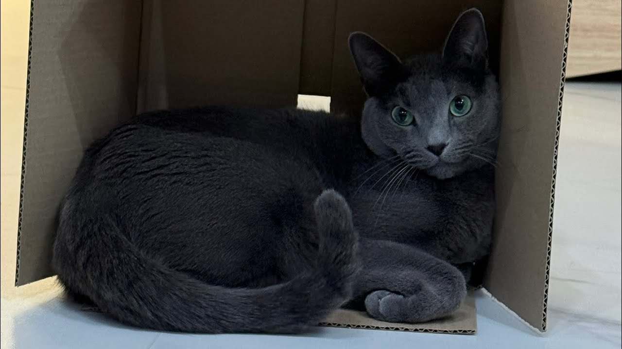 Vlog 집사브이로그, 공부, 봉사, 포항여행