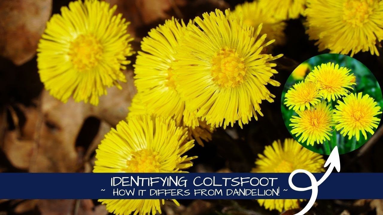 Identifying Tussilago | Coltsfoot vs. Dandelion