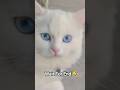 Kare To Kare Kya #vlog #cat #catvideos #funny #shortsfeed #comedy #catblogger