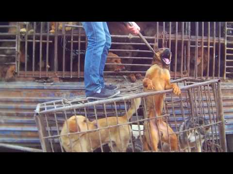 Support Proposed Legislation to Ban Dog and Cat Meat in China!